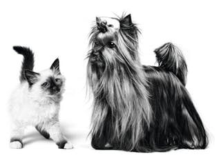 Royal Canin Design кіт та собака